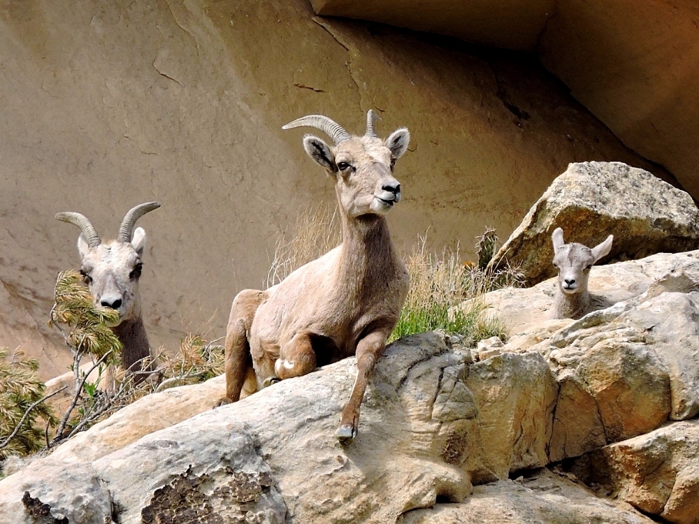 Bighorn Sheep Bighorn Sheep