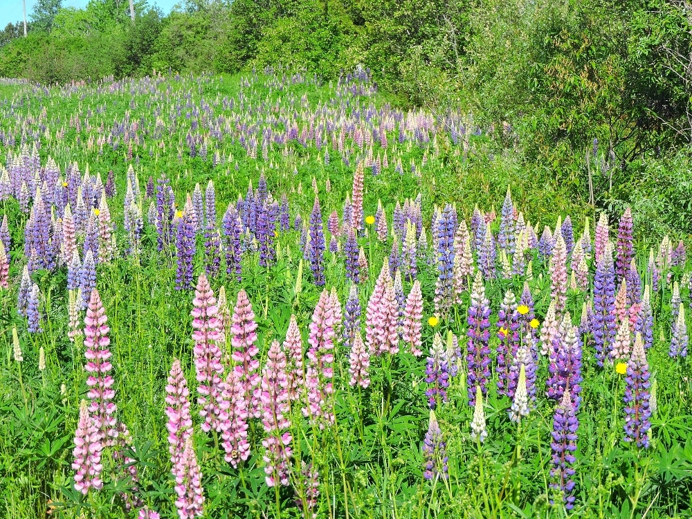 Wild lupine