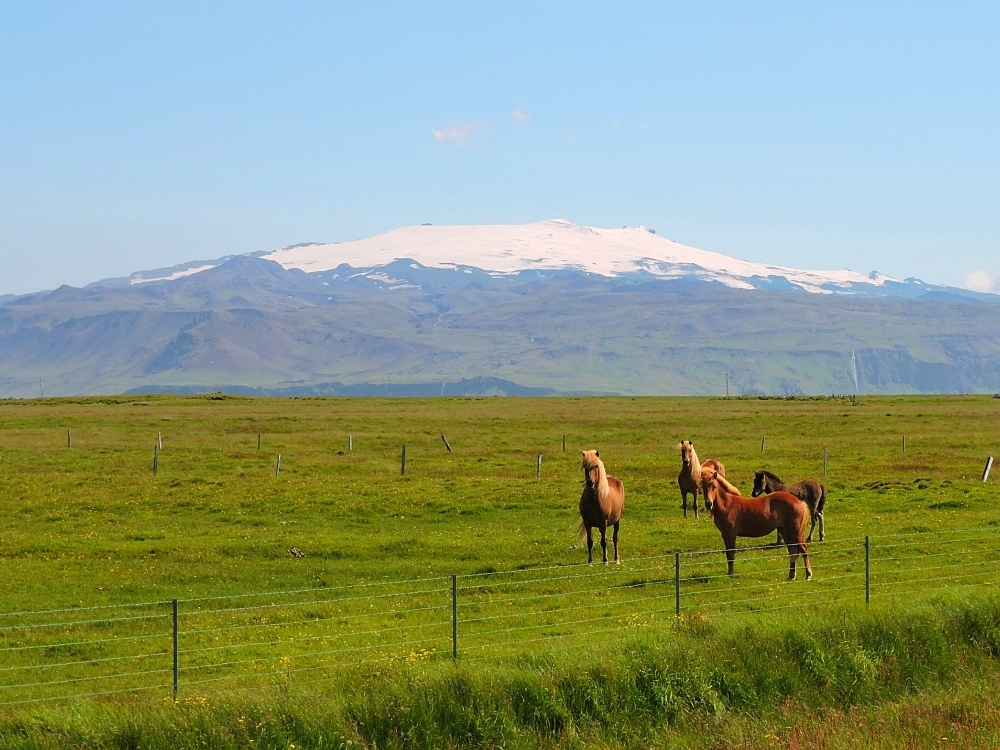 Horses and volcano 