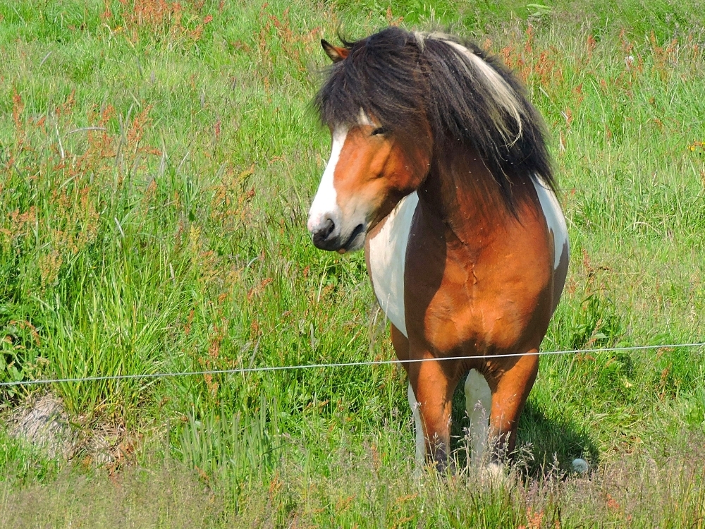 Icelandic Horse Icelandic Horse