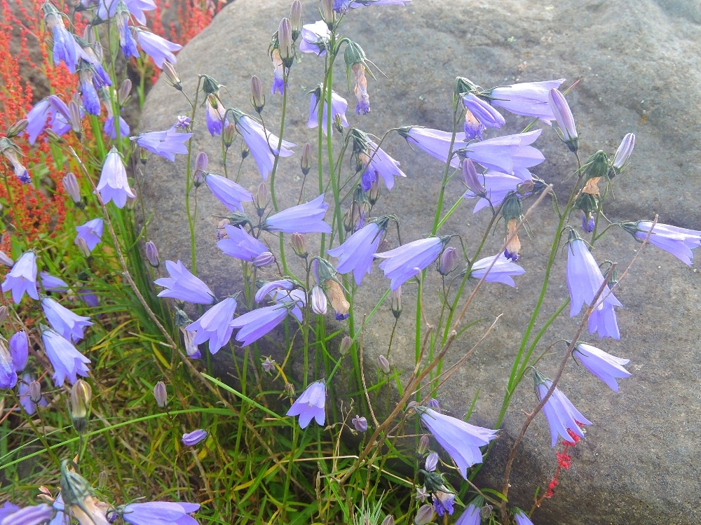 wildflowers