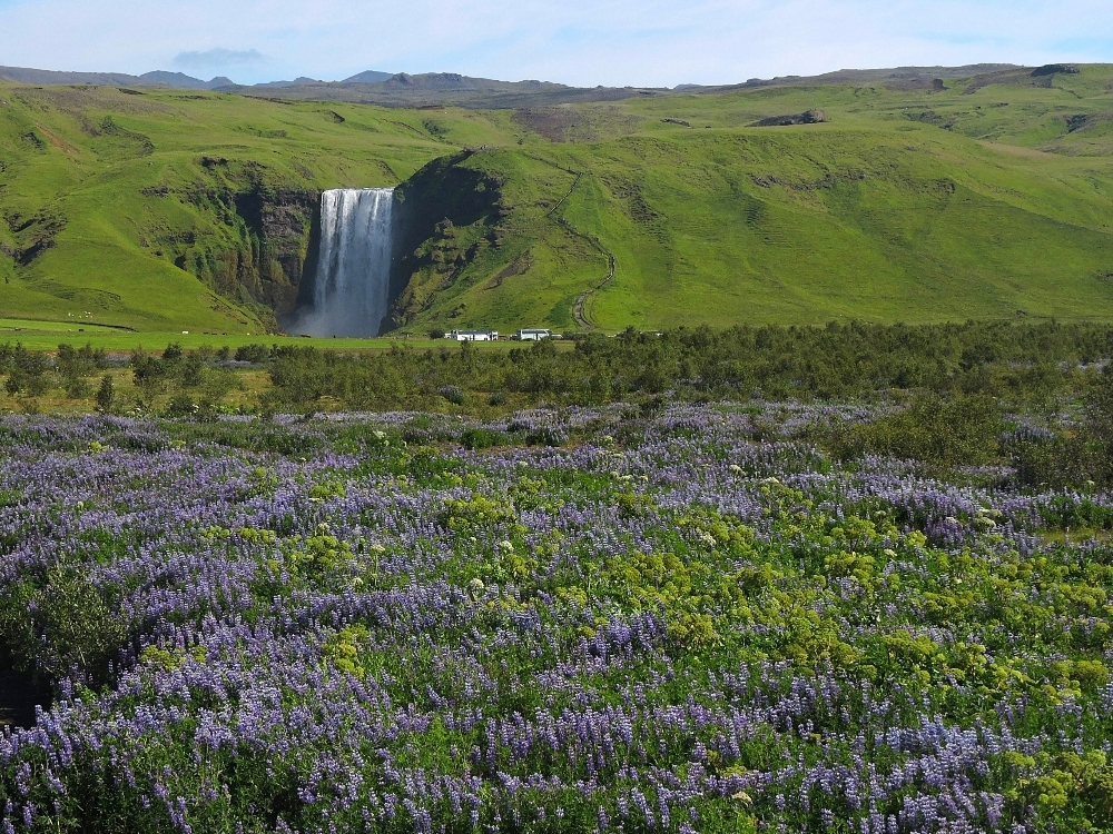 Waterfall and flowers