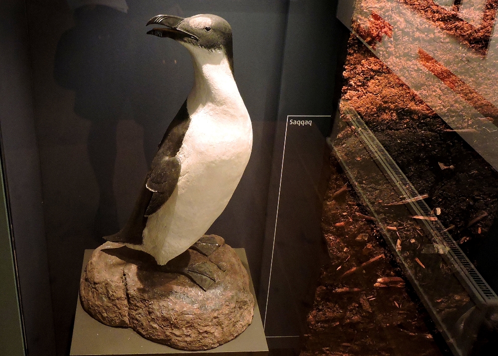Great Auk specimen Great Auk specimen