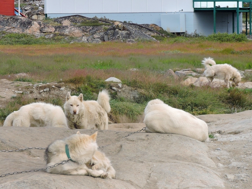 Ilulissat dogs