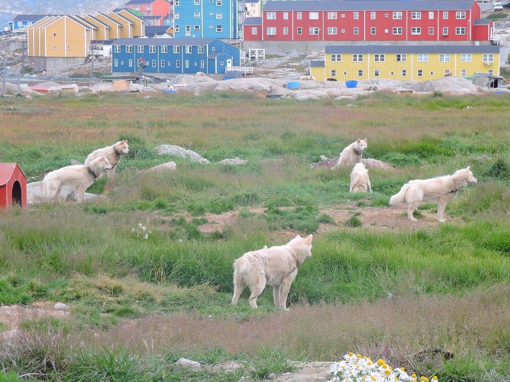 Ilulissat dogs