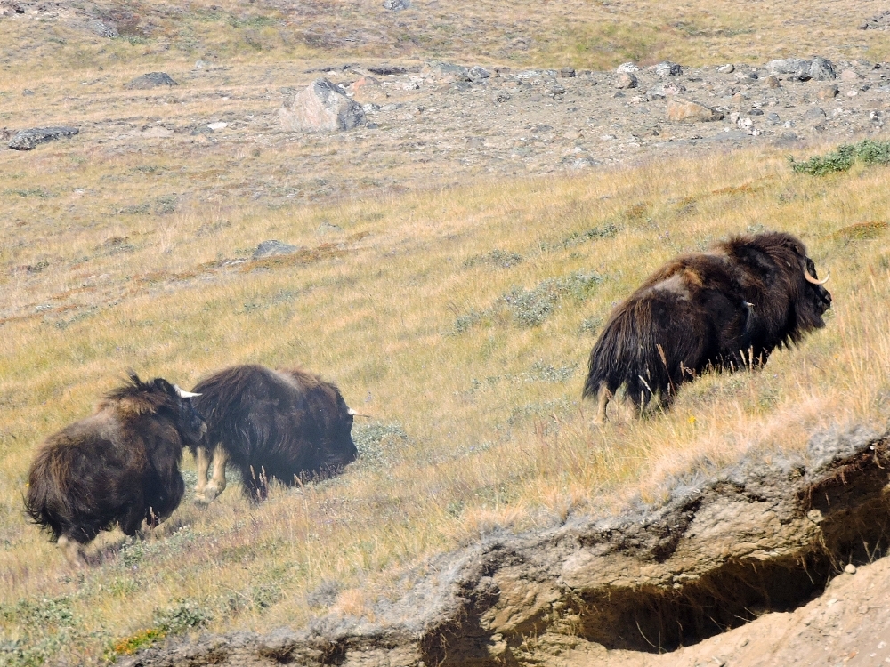 Muskox