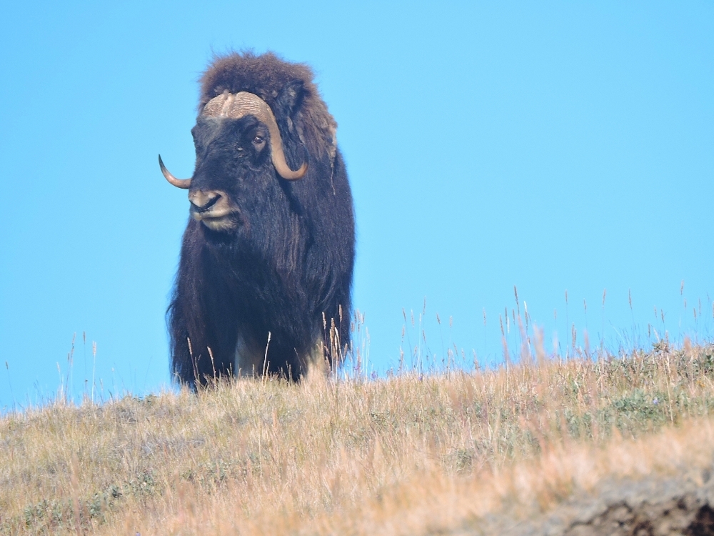 Muskox bull