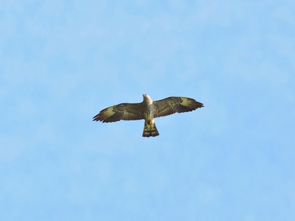 Mississippi Kite