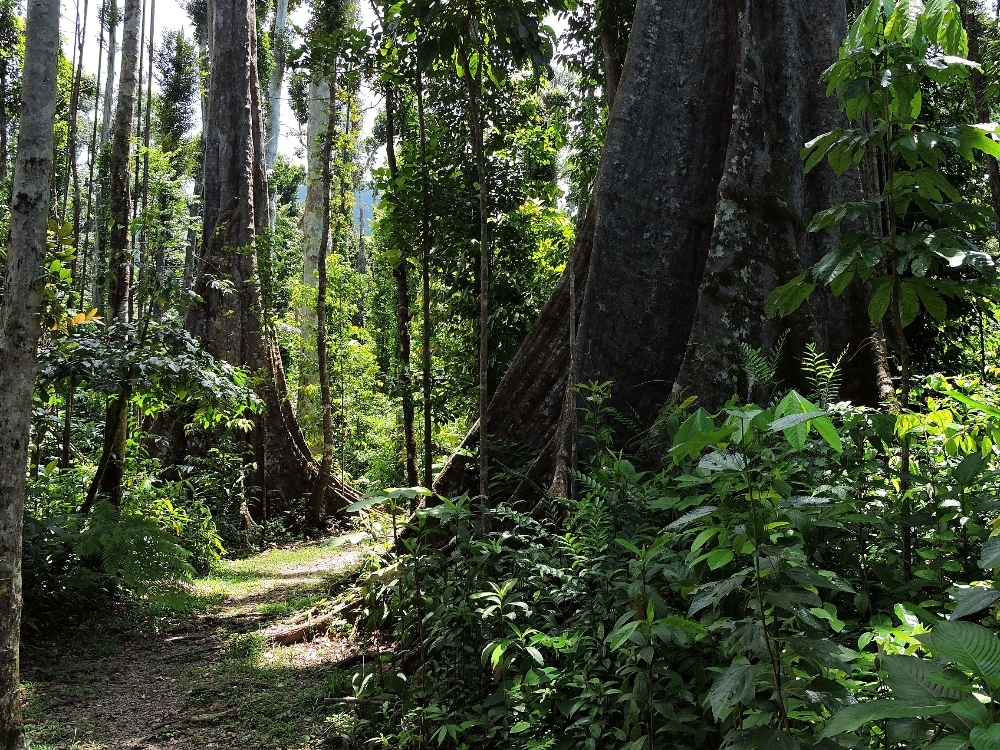 Syndicate Nature Trail