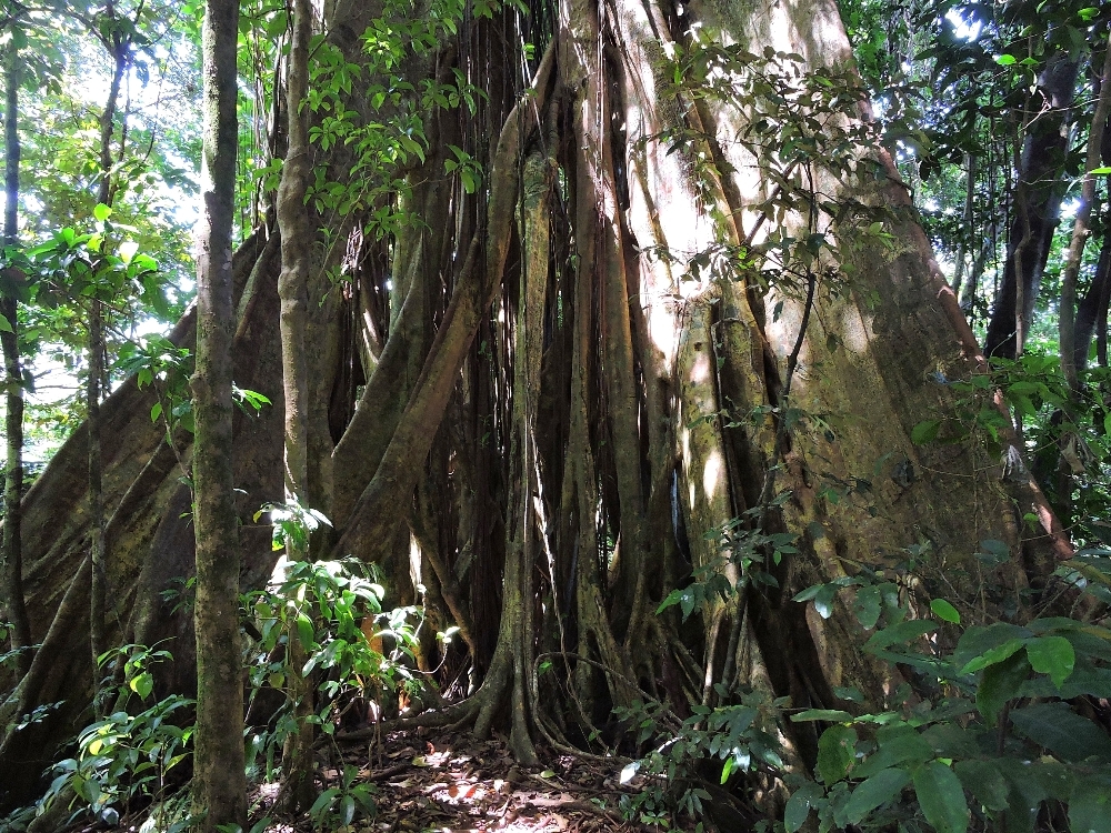 rainforest tree rainforest tree