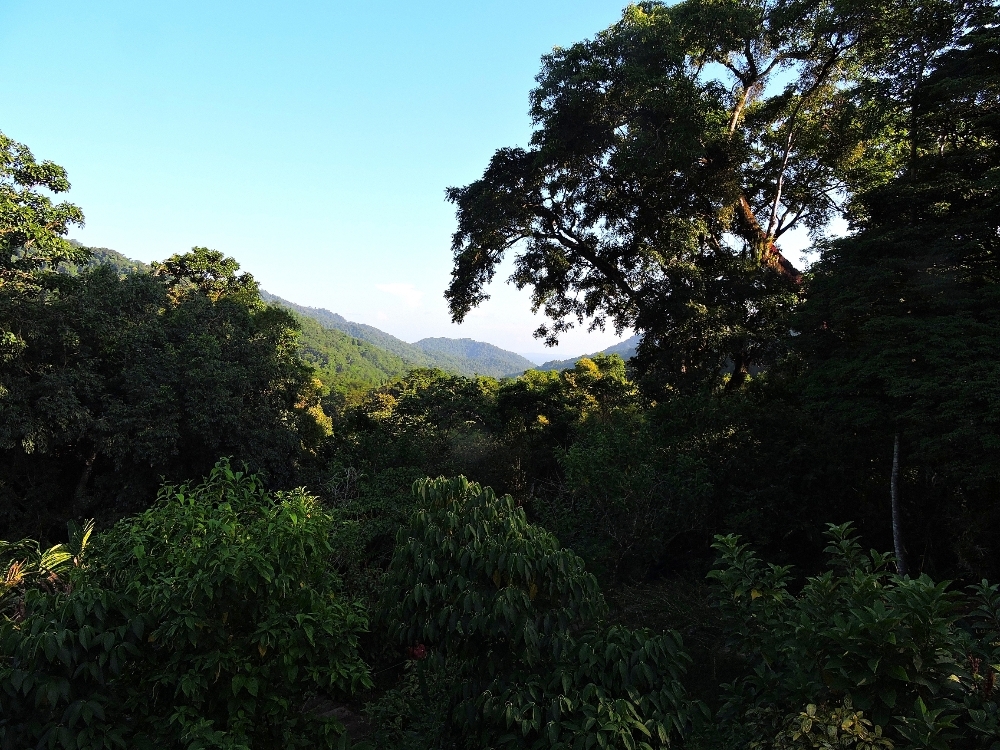 Trinidad Forest