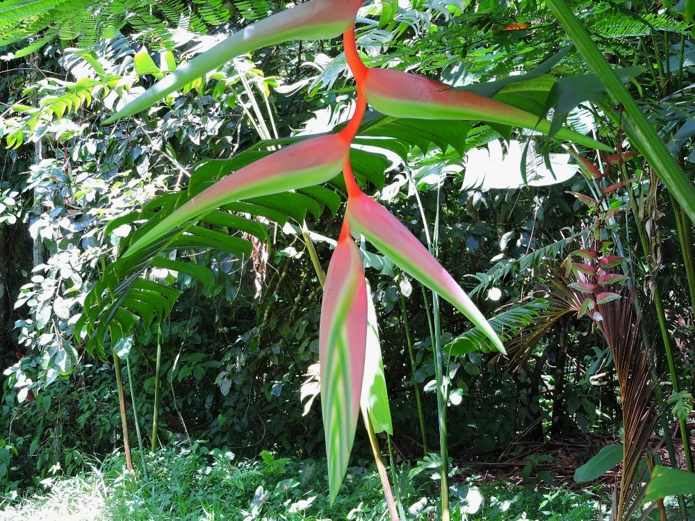 Tropical foliage