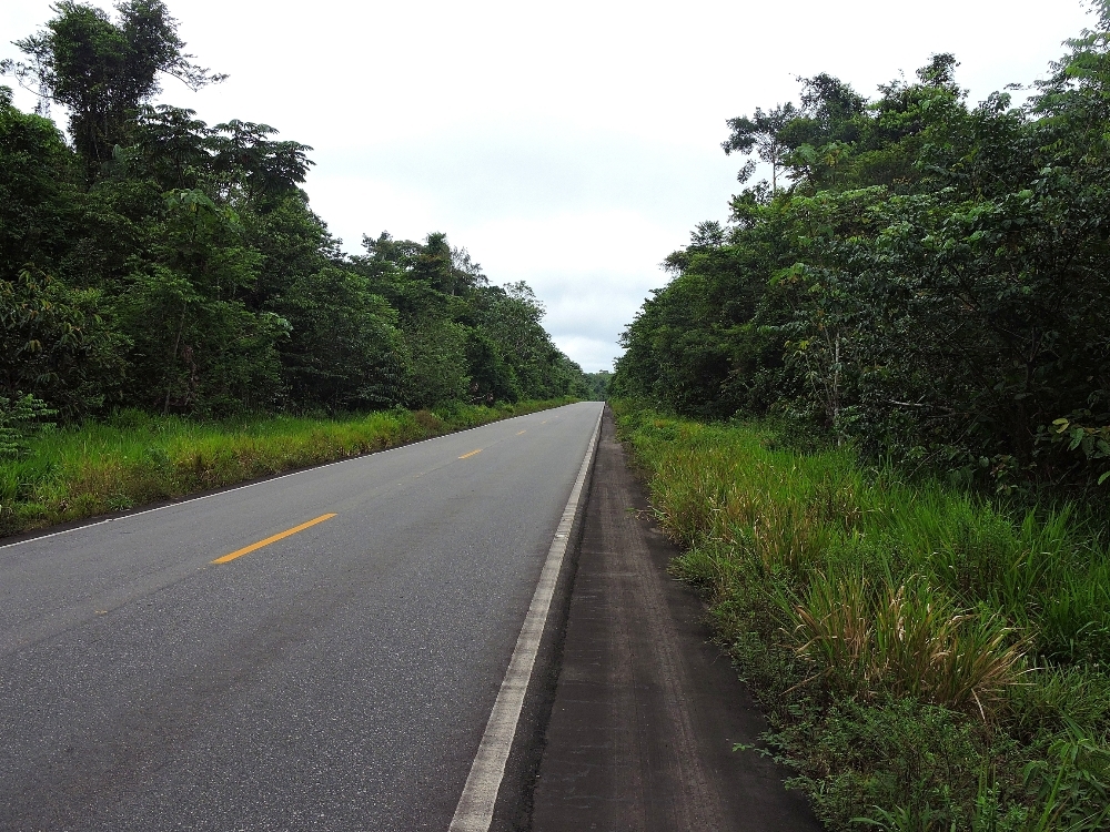 Amazon forest Amazon forest