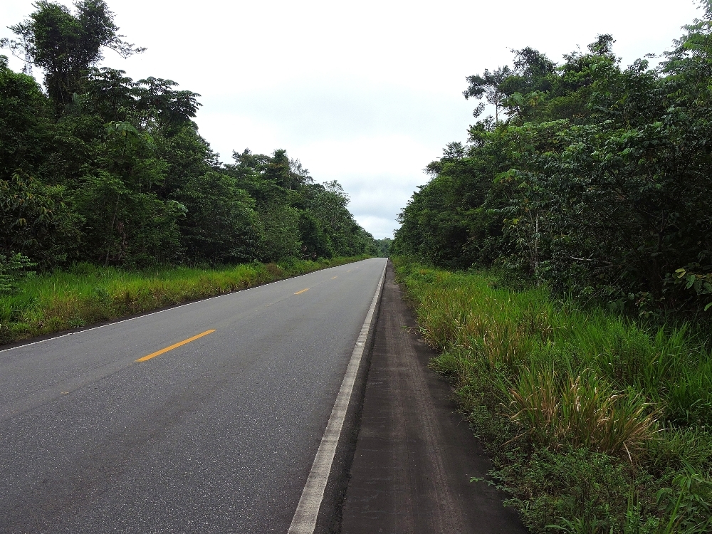 Amazon forest