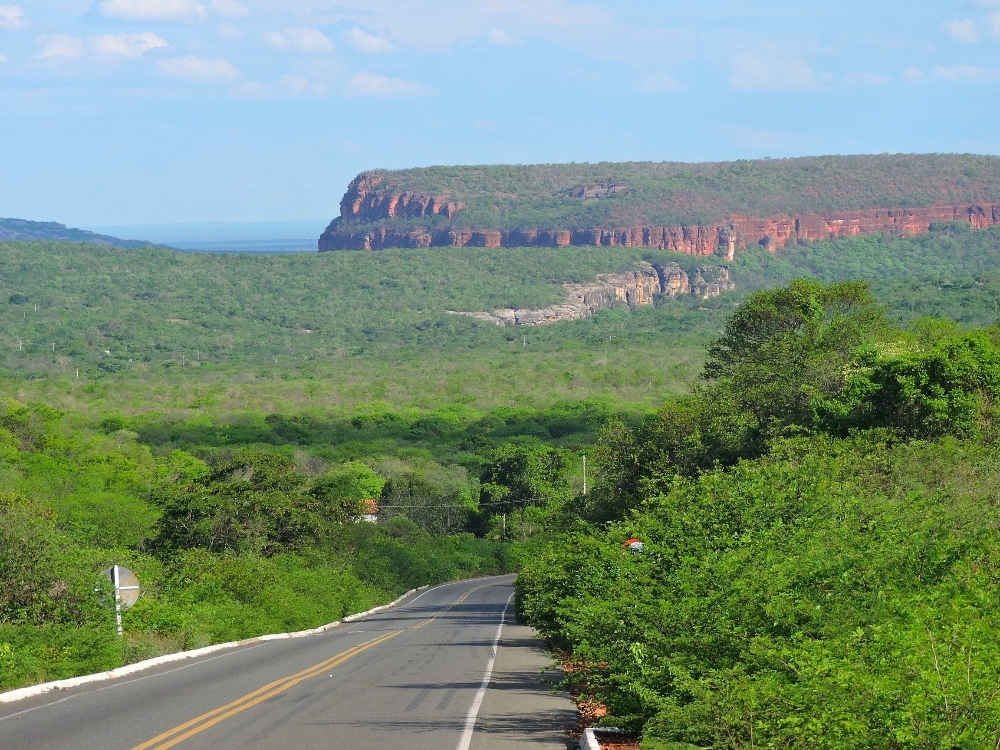  Caatinga forest