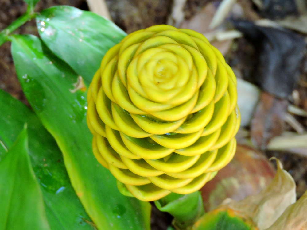 Yellow flower Yellow flower