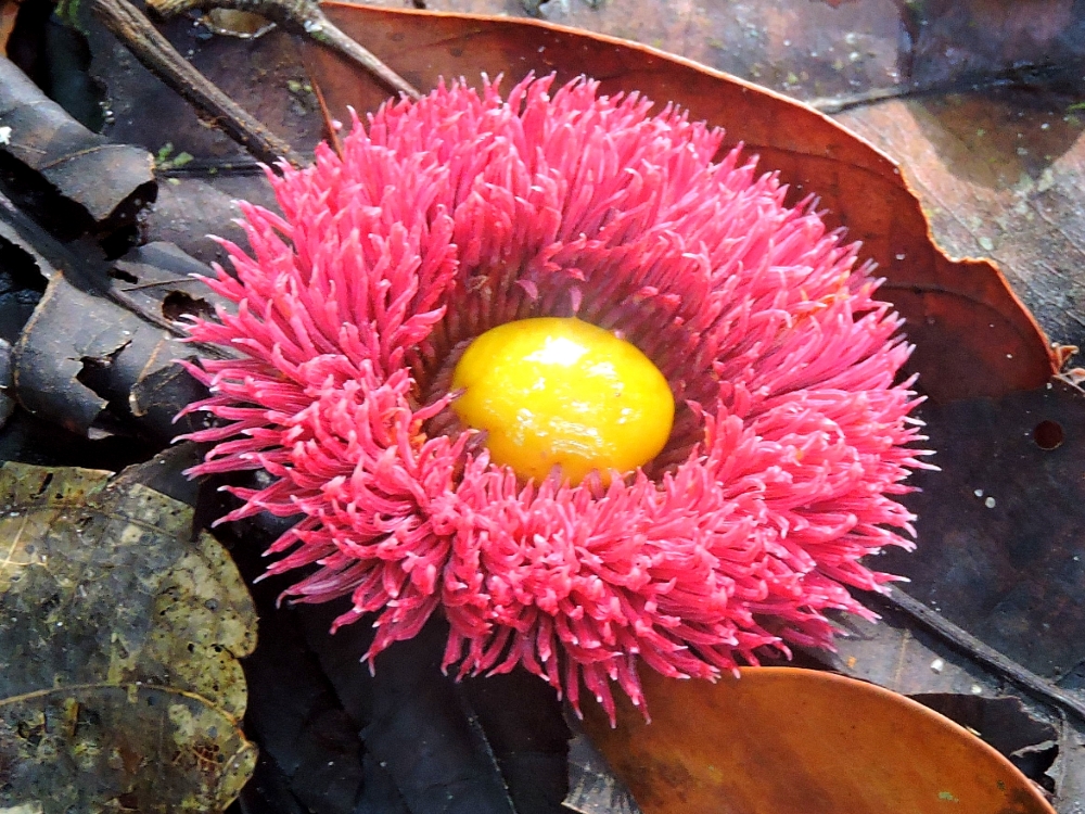 Unusual Flower Unusual Flower