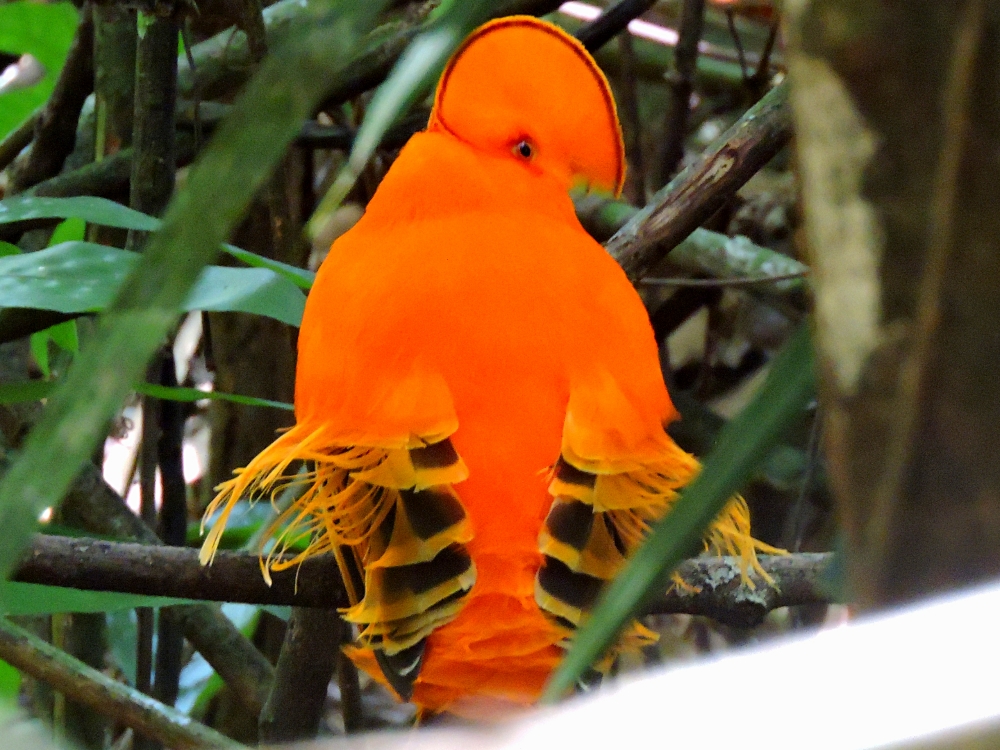  Guianan Cock-of-the-Rock 