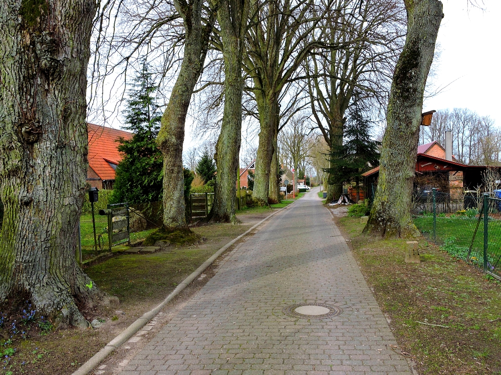 Schimm Schimm