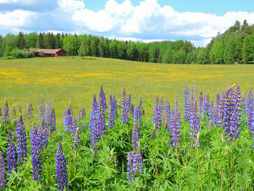  Southern Swedish countryside 