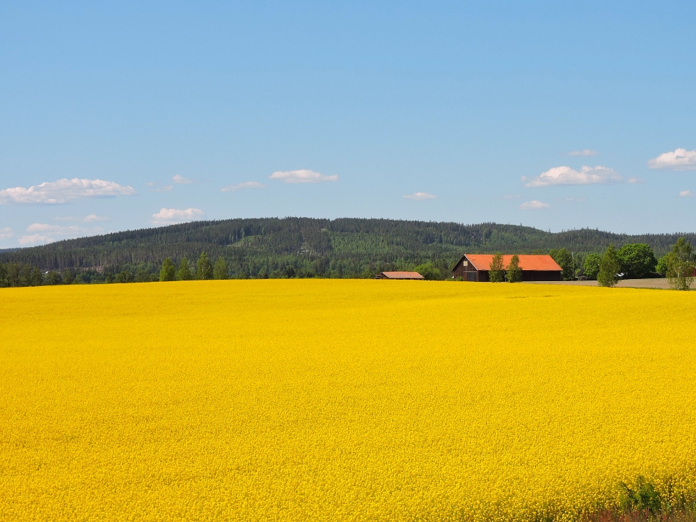  Yellow fields 
