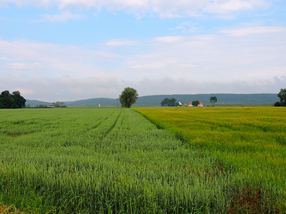  Crops in Poland 