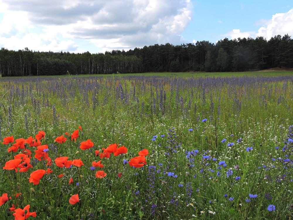  Wildflowers