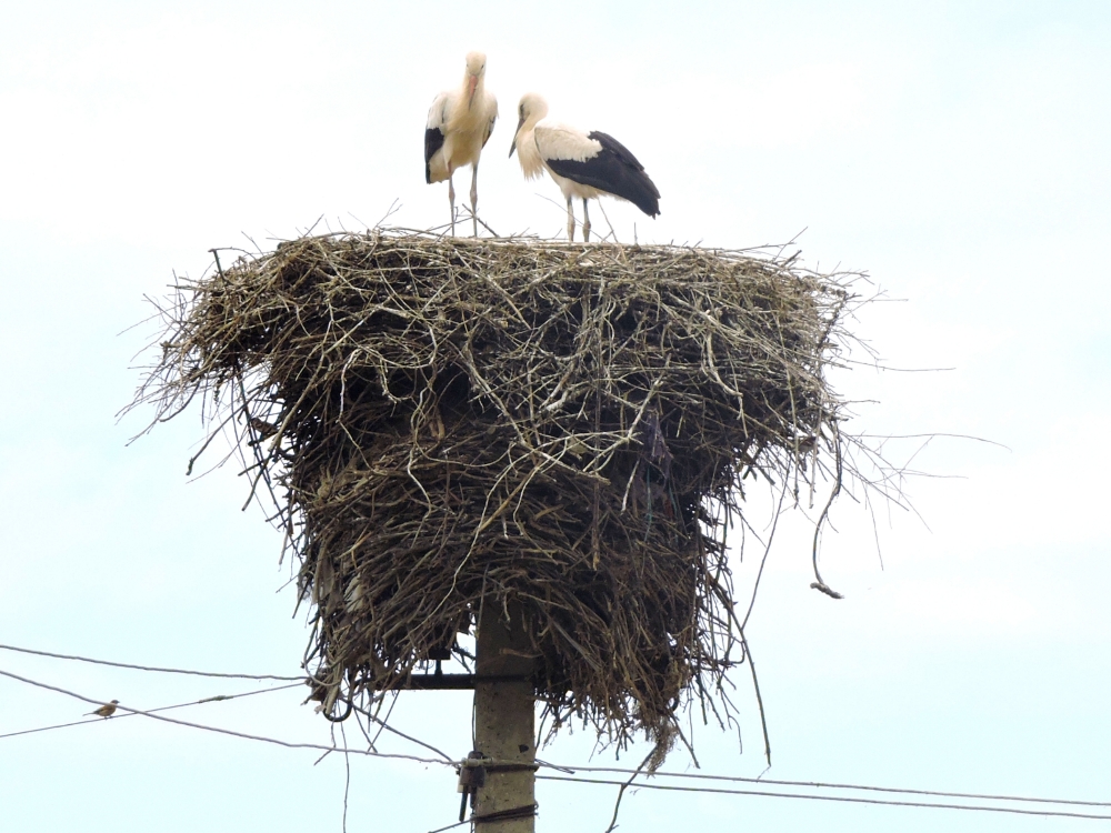  Stork Nest 