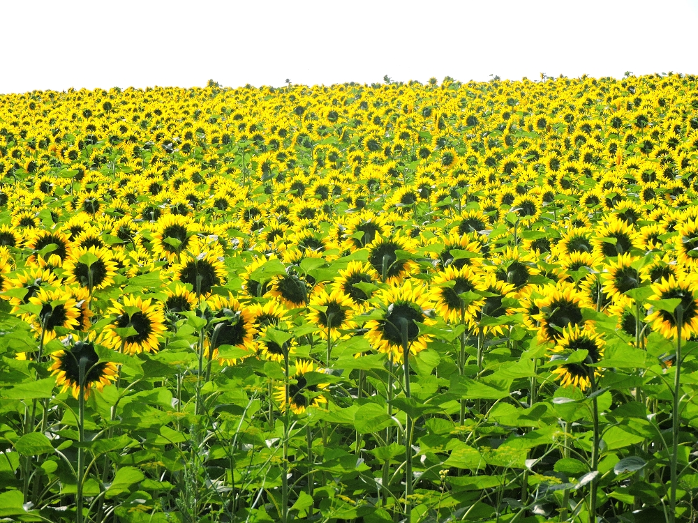  Sunlit Sunflowers