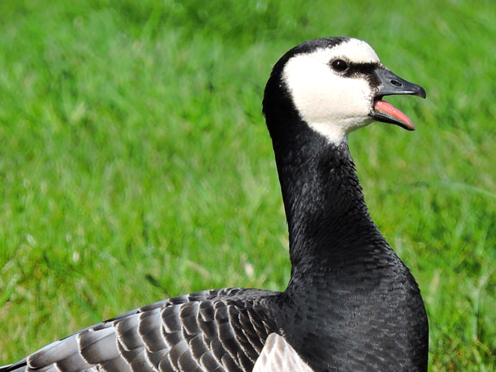  Goose mocking