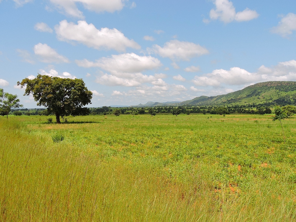 Savanna Landscape Savanna Landscape