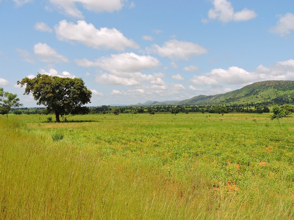  Savanna Landscape 