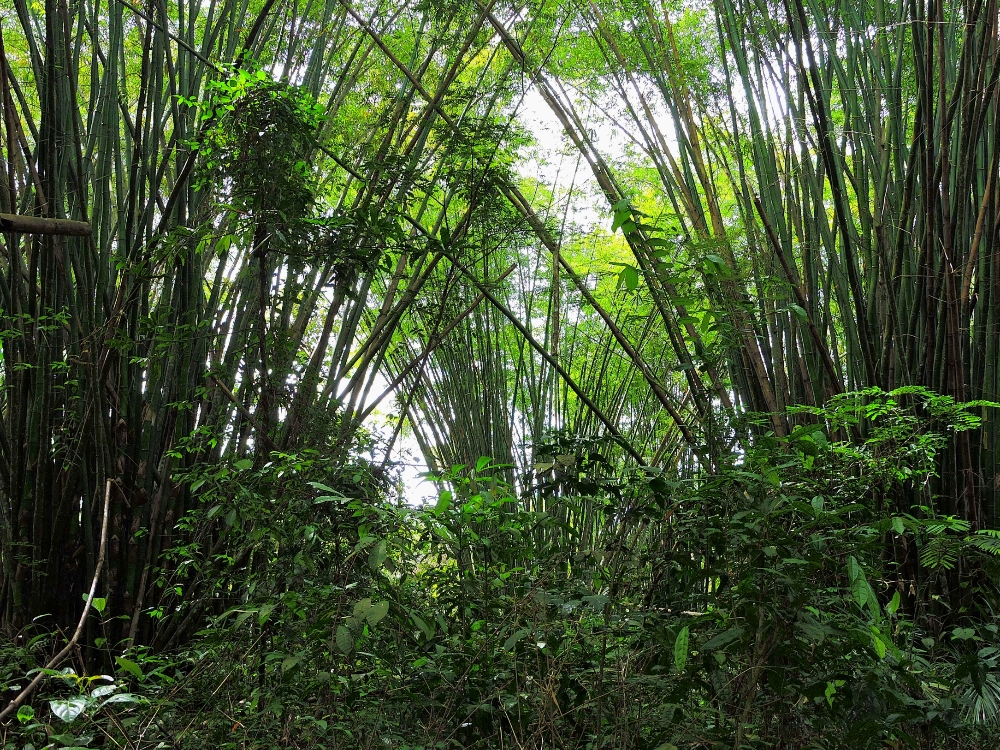  Bamboo 