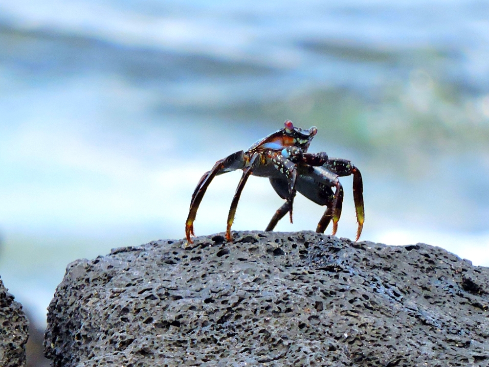 Eastern Atlantic Sally Lightfoot Crab Eastern Atlantic Sally Lightfoot Crab