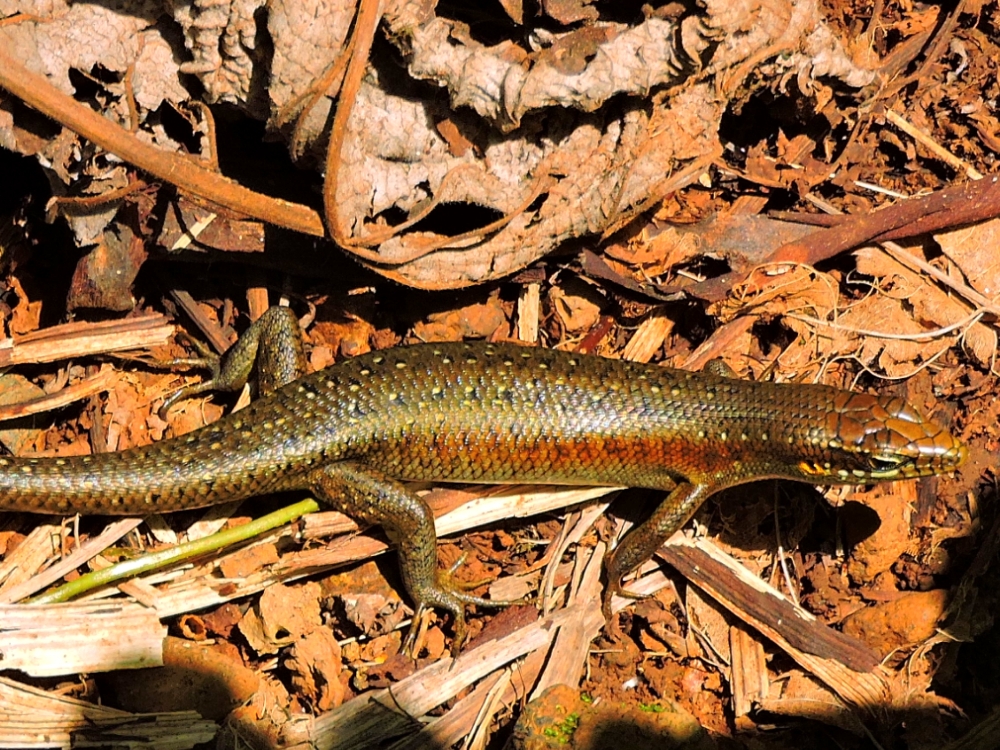 São Tomé Skink São Tomé Skink