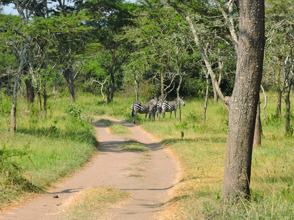  Lake Mburo Park 