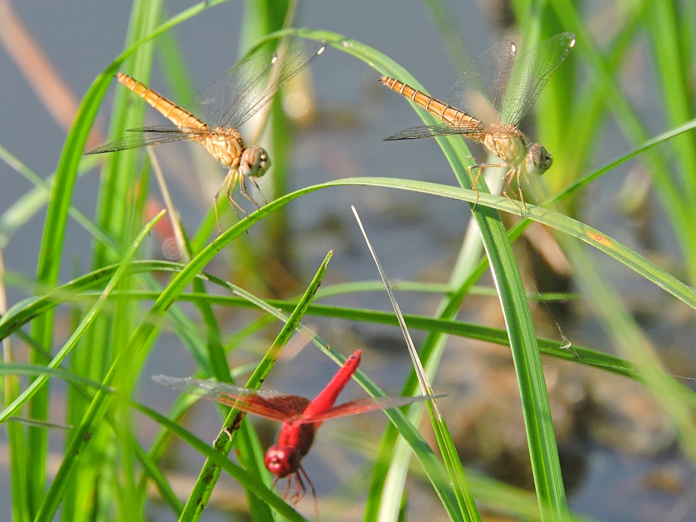 Dragonflies Dragonflies