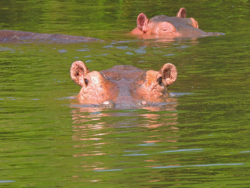  Hippopotamus 