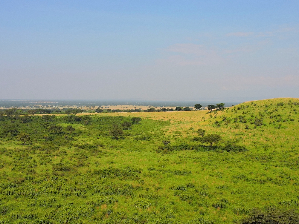  Savanna landscape 