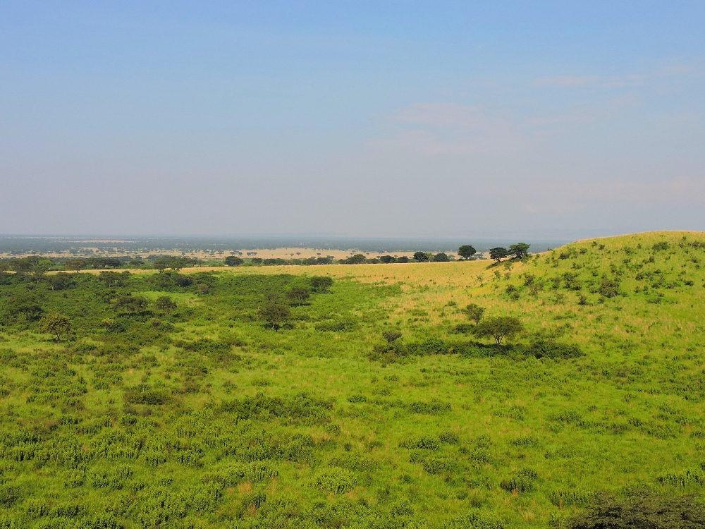 Savanna landscape Savanna landscape