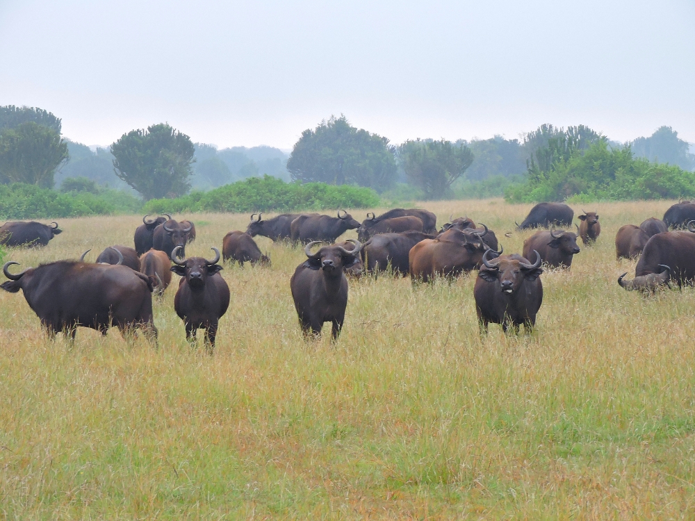  Buffalo herd