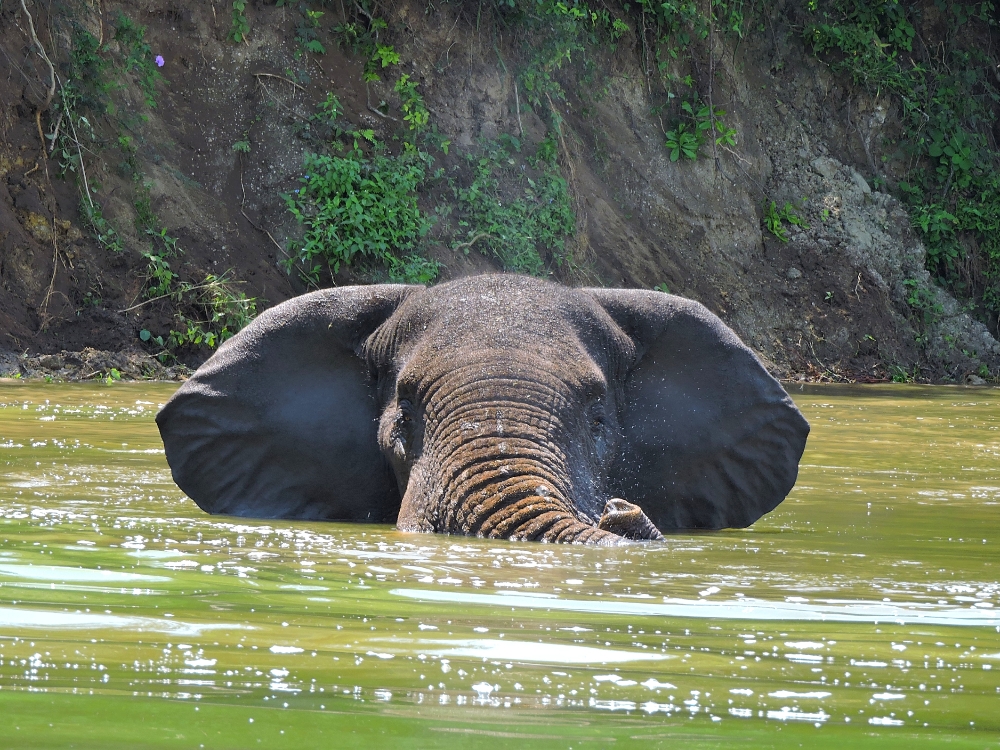  Elephant 