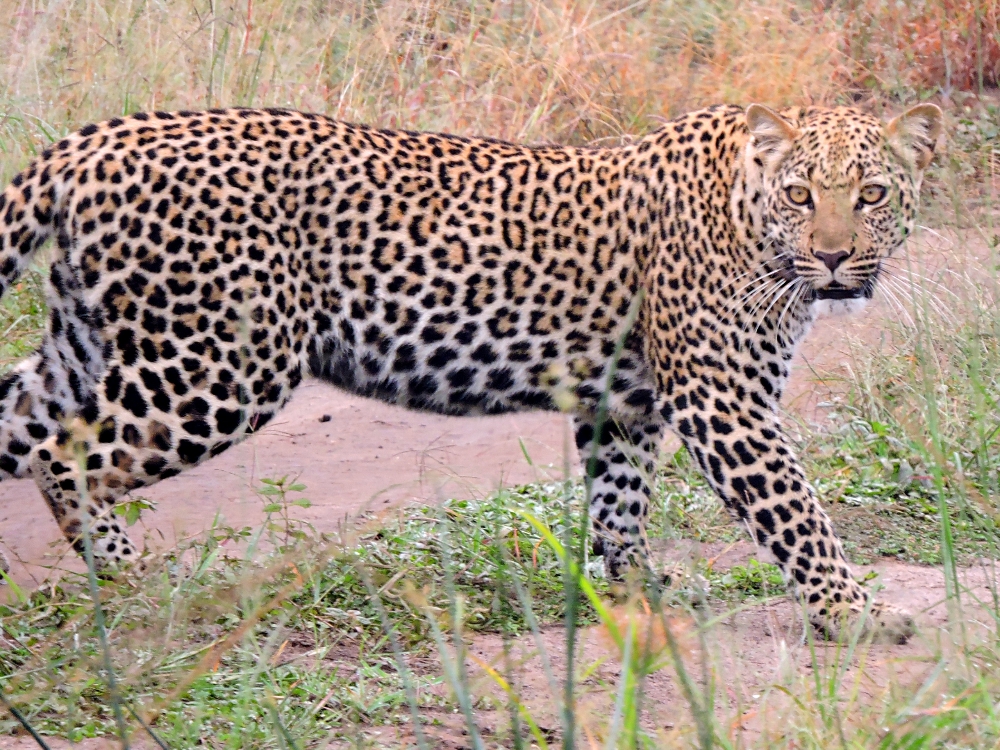 Leopard Leopard