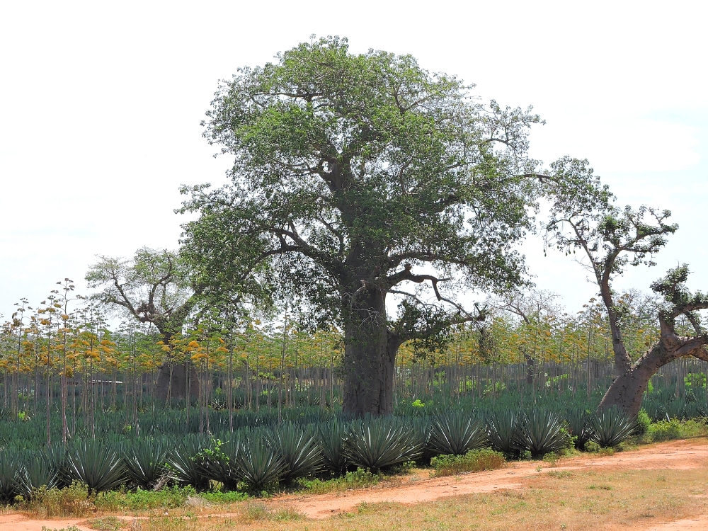  Baobab and Sisal