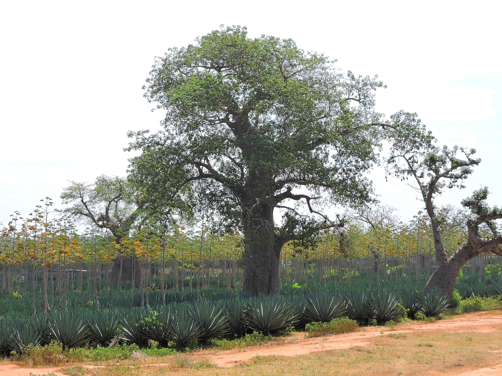 Baobab and Sisal Baobab and Sisal