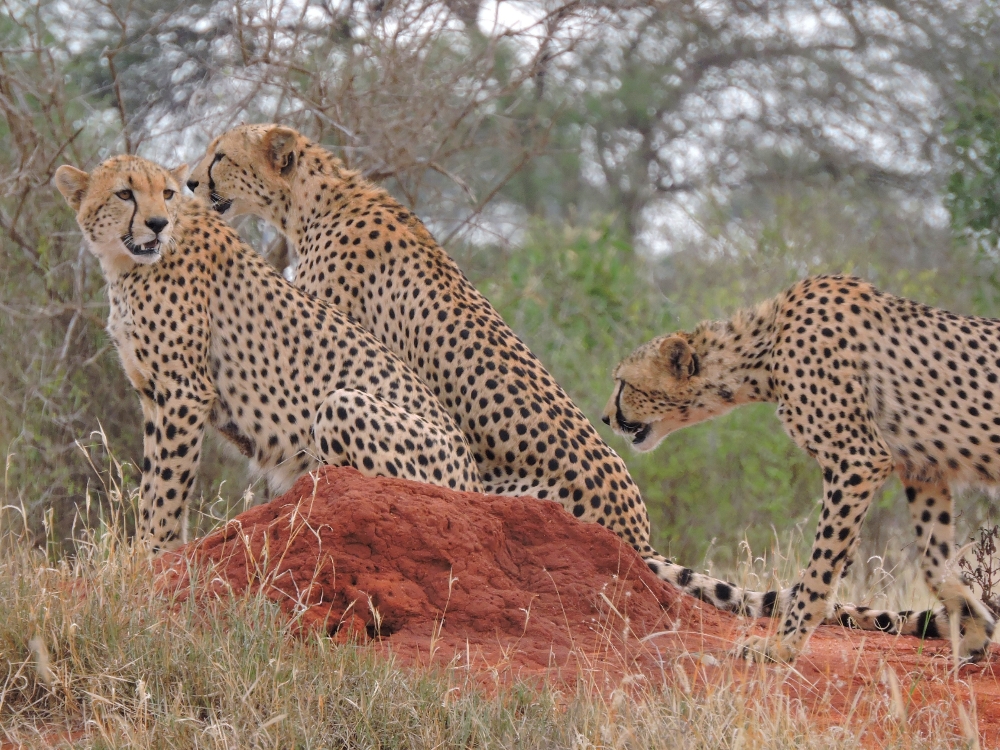  Cheetahs 