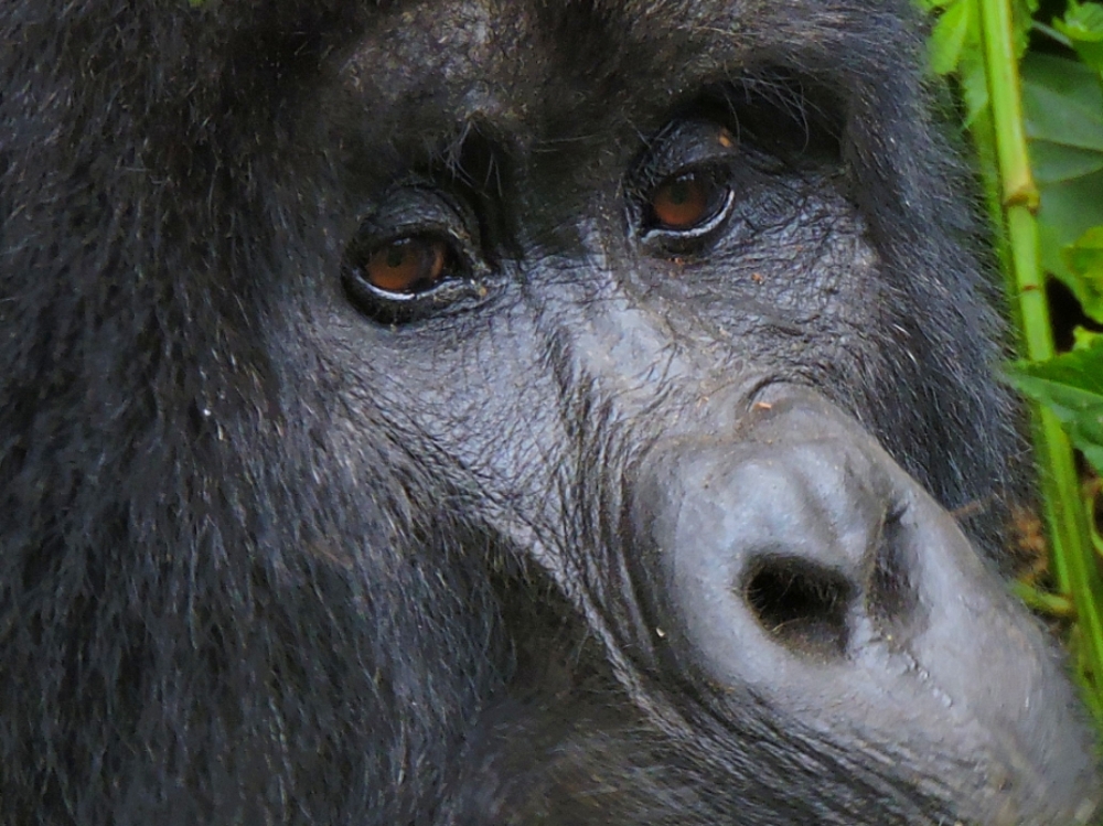  Bwindi Gorilla 