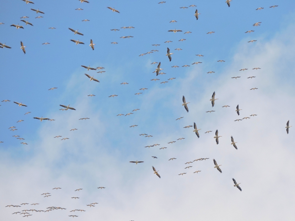  Pelicans in flight