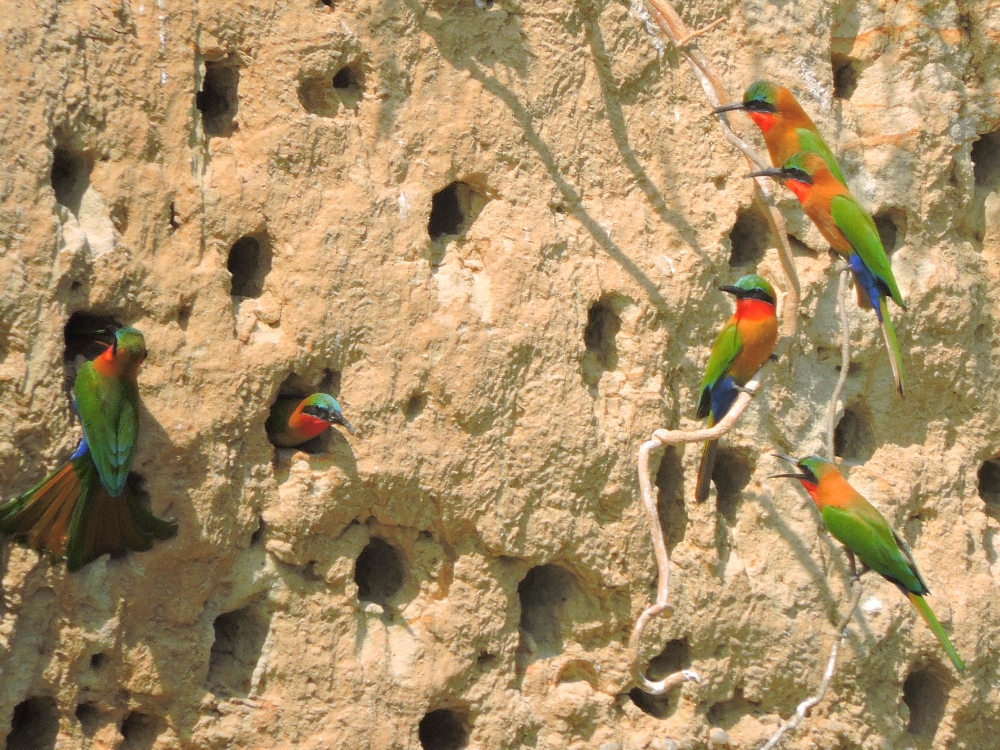  Bee-Eaters 