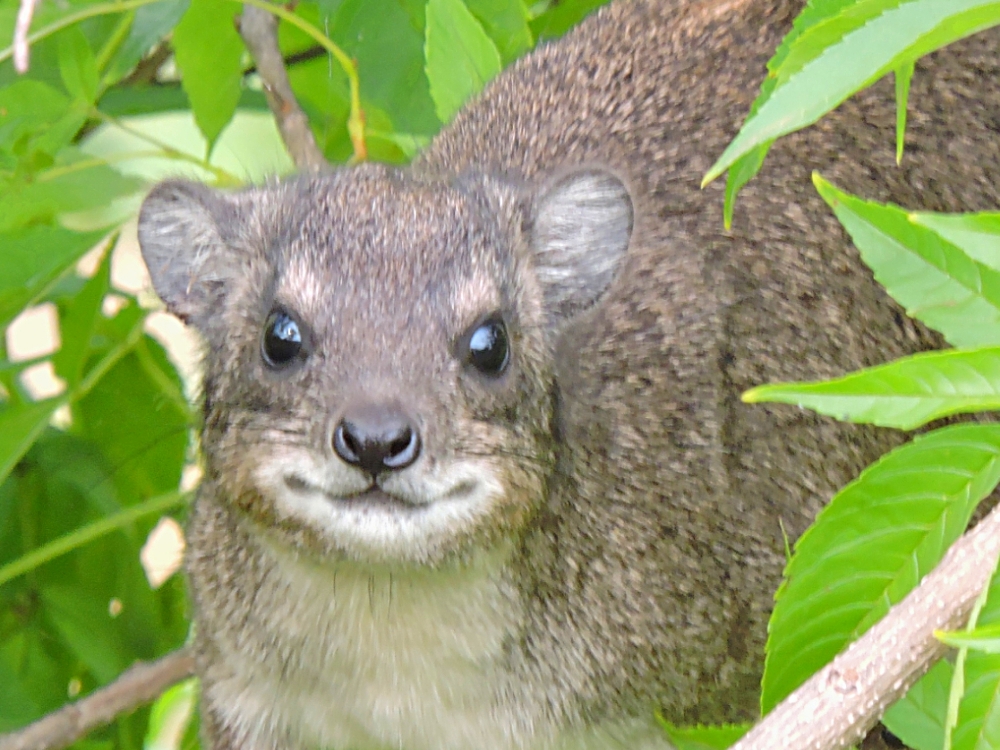  Hyrax 